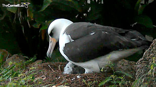 albatross-nestcam-still